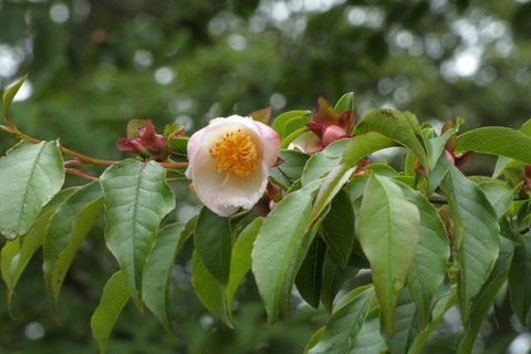 12ヒコサンヒメシャラ花.JPG
