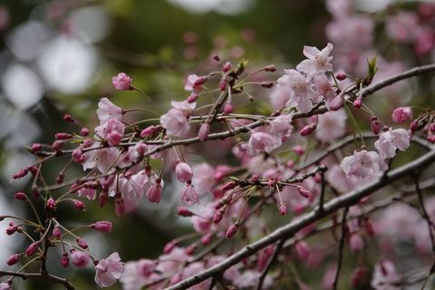 18枝垂れ桜.jpg