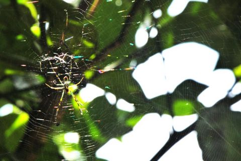 19蜘蛛の巣.JPG
