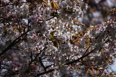 27桜.jpg