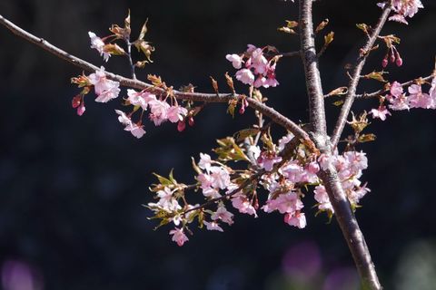 29桜.JPG
