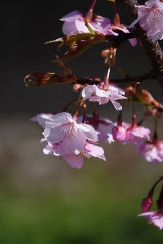 29桜1.jpg