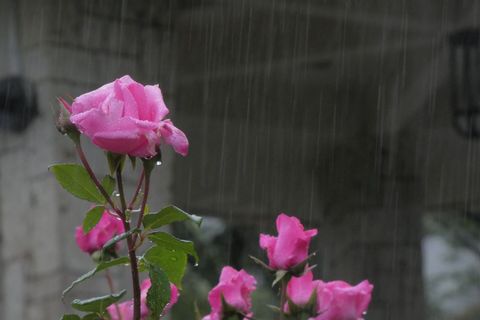 30薔薇雨.jpg