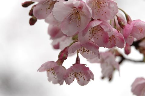 6大漁桜.JPG
