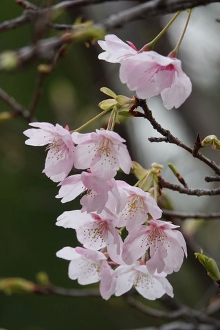 6桜a.jpg